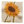 Peter Dunham Textiles Sunflower Vine in Natural Pillow