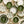 Assorted salad plates in olive green and white with botanical sprigs and sunburst rims