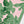 Peter Dunham + Hudson Grace Green Fig Printed Pale Pink Runner