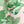 Peter Dunham + Hudson Grace Green Fig Leaf Pale Pink Printed Tablecloth